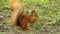 Squirrel eats a nut in the park