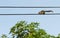 Squirrel on electric cables