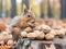 Squirrel Enjoying Autumn Bounty