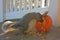 Squirrel feasting on a Halloween pumpkin