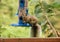 Squirrel feeding on a blue bird feeder in summer in Minnesota