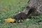 A squirrel feeding eating a yellow fruit dropped on the ground