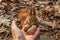 Squirrel feeding. Funny ginger animal eats nuts from hand in the park