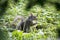 Squirrel feeding in grass