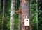 Squirrel feeds in the forest. Feeder for forest birds and squirrels