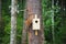 Squirrel feeds in the forest. Feeder for forest birds and squirrels