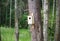 Squirrel feeds in the forest. Feeder for forest birds and squirrels