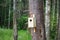 Squirrel feeds in the forest. Feeder for forest birds and squirrels