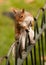 Squirrel on fence