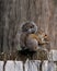 Squirrel on Fence against an Imaginary Woodland Background