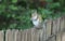 Squirrel finding a spring nut