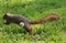 A Squirrel Flies in The Cleveland Metroparks