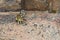 Squirrel on the floor searching for food inside Qutub Minar in Delhi India, Hungry Squirrel searching for the food