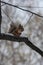 squirrel - fluffy redhead sits on a tree in winter