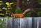 Squirrel with fluffy tail on the fence