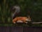 Squirrel with fluffy tail on the fence