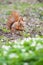 Squirrel with a fluffy tail gnaws nuts in the grass