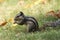 Squirrel with focused on eating at park in greenary