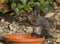 Squirrel foraging in the garden eating a nut