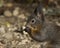 Squirrel foraging in the garden eating a nut