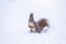 The squirrel funny sits on pure white snow. Portrait of a squirrel