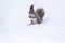 The squirrel funny sits on pure white snow. Portrait of a squirrel