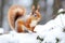 a squirrel gathering food in the snow