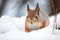a squirrel gathering food in the snow