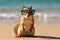 A squirrel with glasses on the beach basks in the summer sun on the beach. Animal on warm sand surrounded