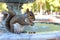 squirrel gnawing on macadamia nut near park fountain