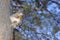 A squirrel, gray, sits on a tree and eats a nut in a park in Siberia.