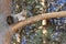 A squirrel, gray, sits on a tree and eats a nut in a park in Siberia.