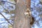 A squirrel, gray, sits on a tree and eats a nut in a park in Siberia.