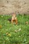 Squirrel in a green grass eats a nut, autumn in a city park, harvesting edible stocks for the winter