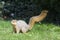 Squirrel in green grass on a sunny day