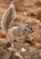 Squirrel ground. Prairie dogs in nature eating and jump