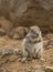 Squirrel ground. Prairie dogs in nature eating and jump