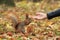 Squirrel Hand-Feed in Autumn Forest