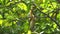 Squirrel Hanging and Eating Guava Fruit in Guava Tree.