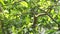 Squirrel Hanging and Eating Guava Fruit in Guava Tree. Cute Indian Palm Squirrel Hanging Upside Down Whilst Eating Guava Fruits