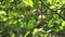 Squirrel Hanging and Eating Guava Fruit in Guava Tree. Cute Indian Palm Squirrel Hanging Upside Down Whilst Eating Guava Fruits