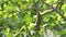 Squirrel Hanging and Eating Guava Fruit in Guava Tree. Cute Indian Palm Squirrel Hanging Upside Down Whilst Eating Guava Fruits