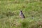 A squirrel that has just been startled and ran into a field