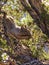 Squirrel having a munch up on a tree