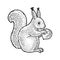 Squirrel and hazelnut sketch vector illustration