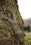 Squirrel head down on tree trunk in london