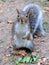 Squirrel : ` Hello do you have nuts ? `