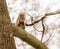 Squirrel hiding at the branch of a tree