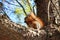 Squirrel on a high tree gnawing nuts on a spring day against a clear sky