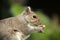 Squirrel holding nut